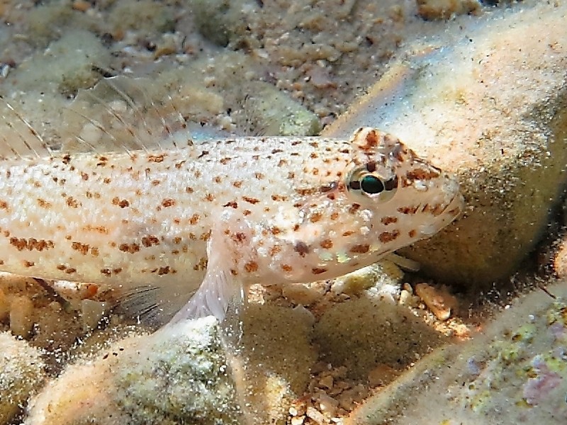 Gobius incognitus (M. Kovacic and R. anda, 2016) vs. Gobius bucchichi (Steindachner,1870)